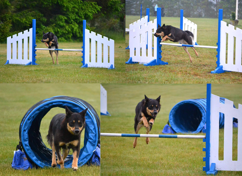 luna agility juni 2017